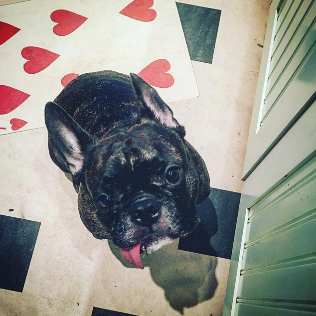 Gary Fisher, Gary the Dog, Joely Fisher, Instagram Gary Fisher, Gary the Dog, Joely Fisher, Instagram